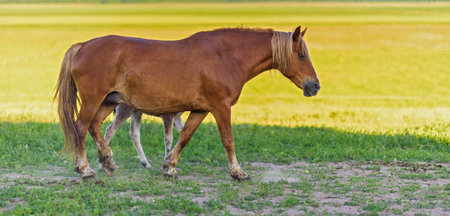 Horses graze in the meadow on a summer day.の写真素材