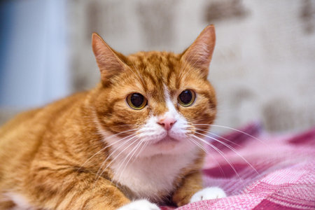 portrait of a ginger domestic cat close up.