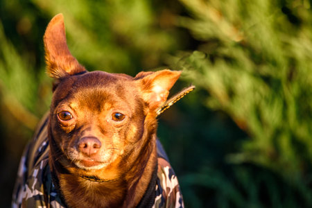 portrait of a small domestic dog outdoors.