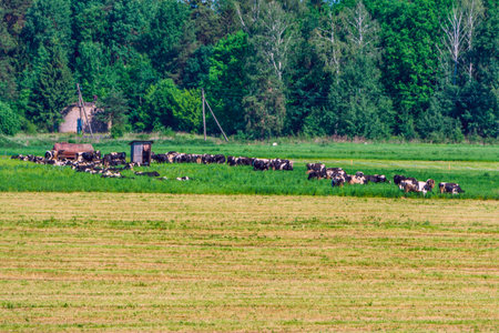 a herd of cows on the field in the distance.の写真素材