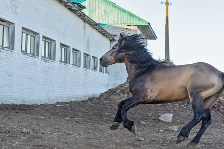 A horse gallops through the yard. Photographed in the summer.の写真素材