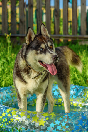 closeup portrait of siberian huskyの写真素材