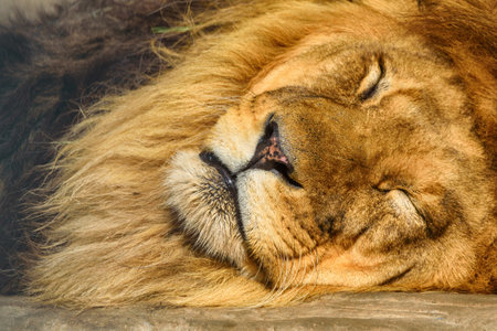 portrait of a sleeping lion close-upの写真素材