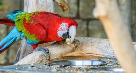 Red Macaw Eats at the Zooの写真素材
