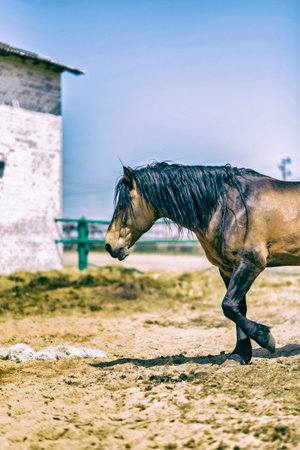 A horse walks on the sand surface.の写真素材