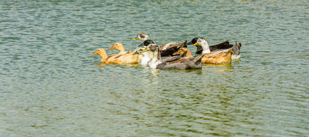 Domestic ducks swimming in the pondの写真素材