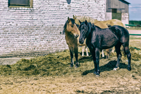 A horse grazes at noon on a farm. Photographed in close-up.の写真素材