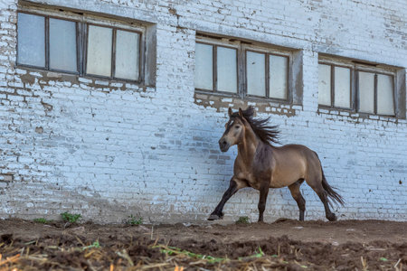 A horse gallops through the farm yard. Photographed in the summer.の写真素材