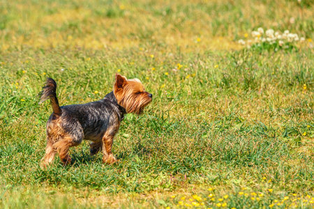 Yorkshire Terrier Runs On The Grassの写真素材