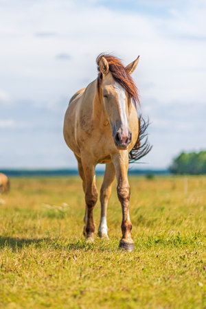 Horses graze in the meadow on a summer day.の写真素材