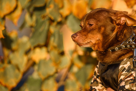 Russian toy terrier on a walk.の写真素材