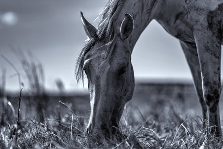 A horse grazes on the field. Black and white photography.の写真素材
