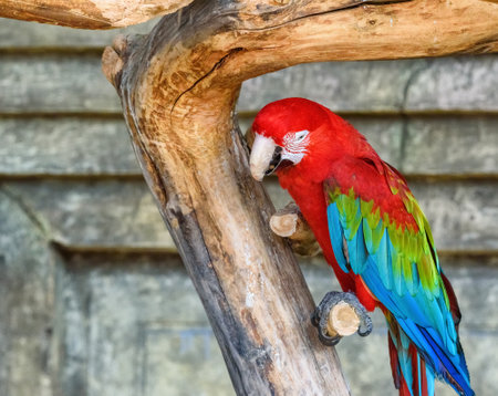 portrait of a parrot in a zooの写真素材