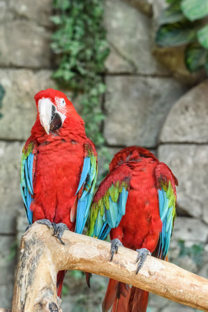 Couple Ara Macao closeup