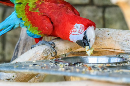Red Macaw Eats at the Zooの写真素材