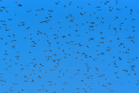 a flock of birds against the sky