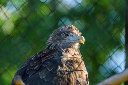 portrait bald eagle at the zooの写真素材