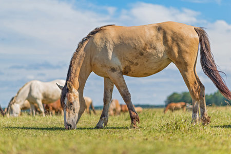 Horses graze in the meadow on a summer day.の写真素材