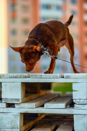 Little home dog for a walk.の写真素材