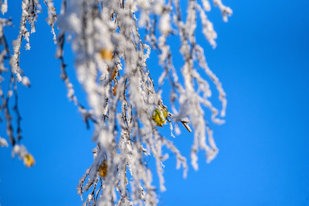 Trees in the snow close-up.の写真素材