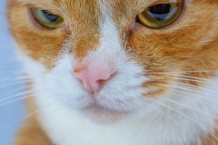 portrait of a ginger cat close upの写真素材