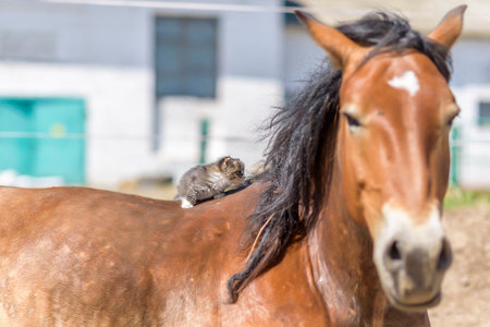 A small gray kitten sits on the back of a horse.の写真素材