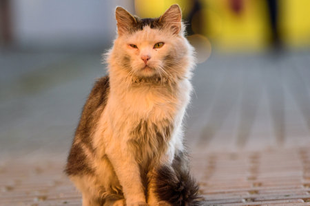 Light cat close-up.の写真素材