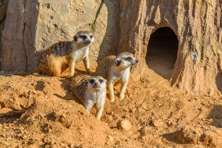 family of meerkats in nature
