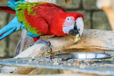 Red Macaw Eats at the Zooの写真素材