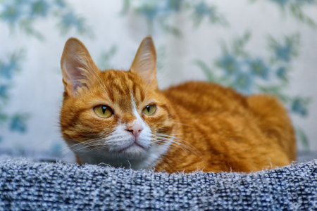 portrait of a lying red catの写真素材