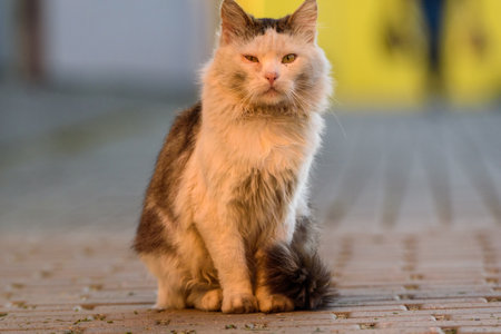 Light cat close-up.の写真素材