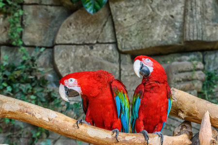 portrait of two parrotsの写真素材