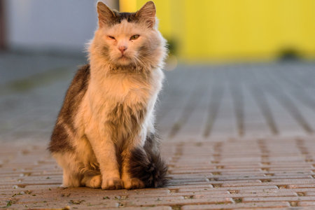 Light cat close-up.の写真素材