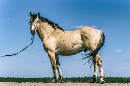 Horses on a field at a farm in summer.の写真素材