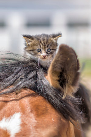 A little gray kitten sits on the head of a horse. Photographed close-up.の写真素材