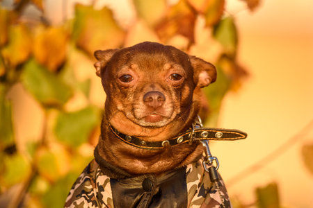 portrait of a small domestic dog outdoors.の写真素材