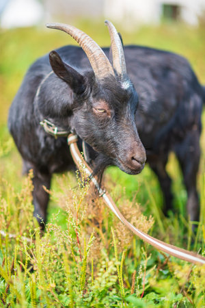 A black goat grazes on a leash in a meadow. Photographed in close-up.の写真素材