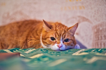 A cat lying on a sofa is photographed close-up.の写真素材