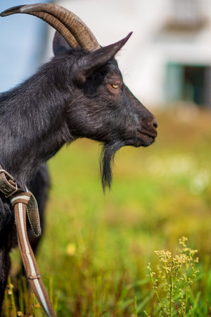 A black goat grazes on a leash in a meadow. Photographed in close-up.の写真素材