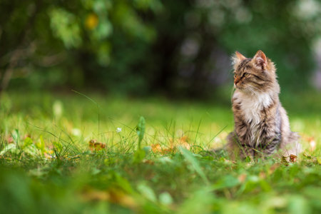 Beautiful gray kitten is sitting in the green grass.の写真素材