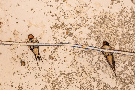 Swallows are sitting on a perch under the ceiling.