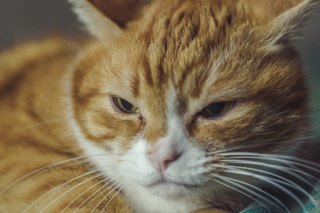 Macro portrait of a ginger cat.の写真素材