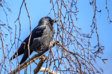 A crow sits on a tree among the branches.の写真素材