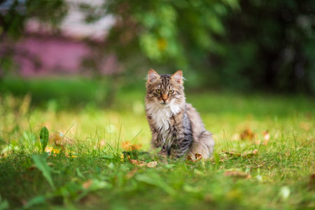 Beautiful gray kitten is sitting in the green grass.の写真素材