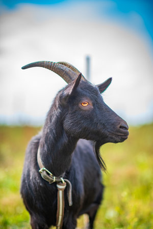 A black goat grazes on a leash in a meadow. Photographed in close-up.の写真素材