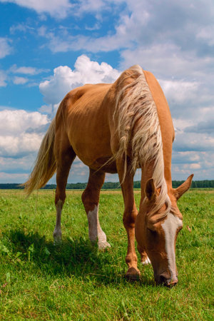 Horse grazing in pasture on a summer day.の写真素材