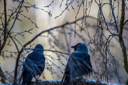 A crow sits on a tree among the branches.の写真素材