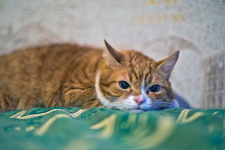 A cat lying on a sofa is photographed close-up.の写真素材