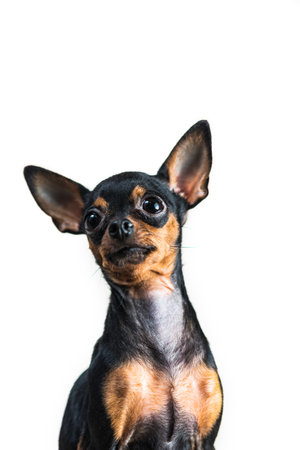 Portrait of a small dog isolated on white background.の写真素材
