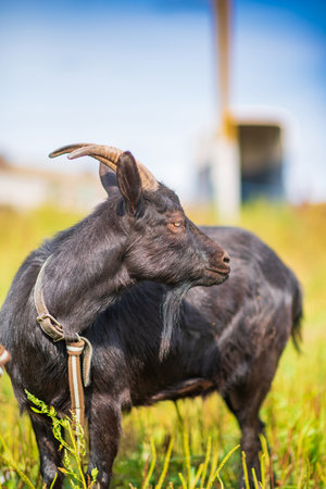 A black goat grazes on a leash in a meadow. Photographed in close-up.の写真素材